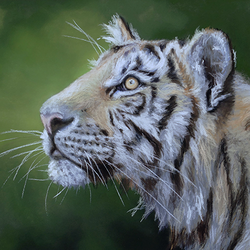 Portrait Tiger. Er ist ein kräftiges, ausgewachsenes Tier. Seine Augen sind hell und gelb. Er schaut konzentriert in die Höhe.